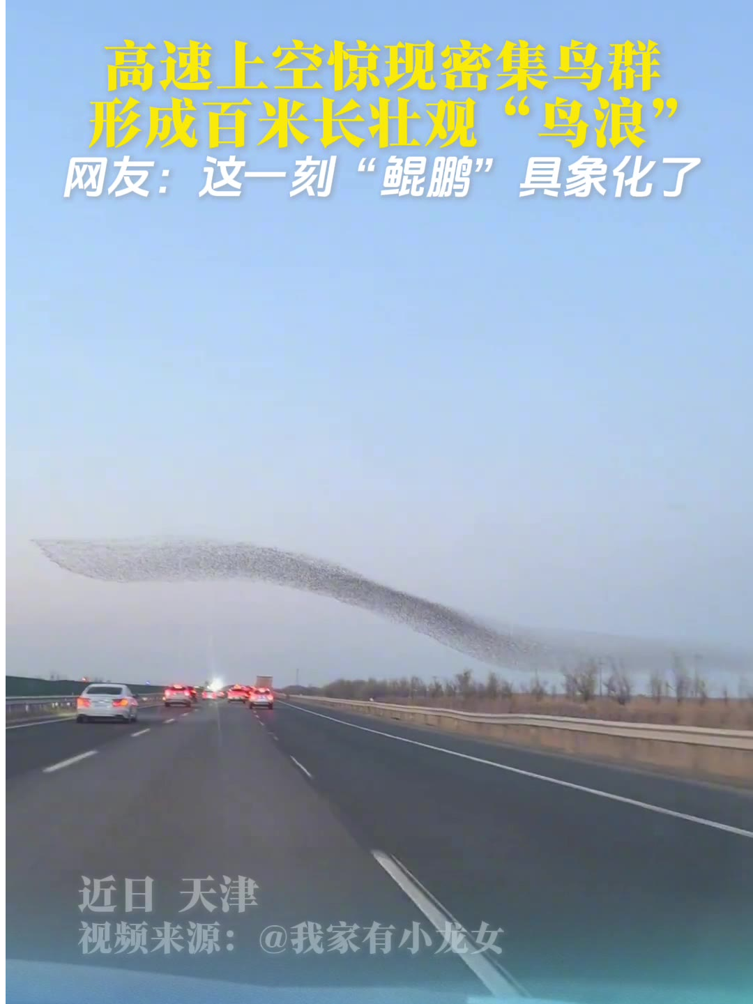 壮观！网友在返程途中看到密集鸟群，绵延数百米形成“鸟浪”。网友：这一刻鲲鹏具象化了。