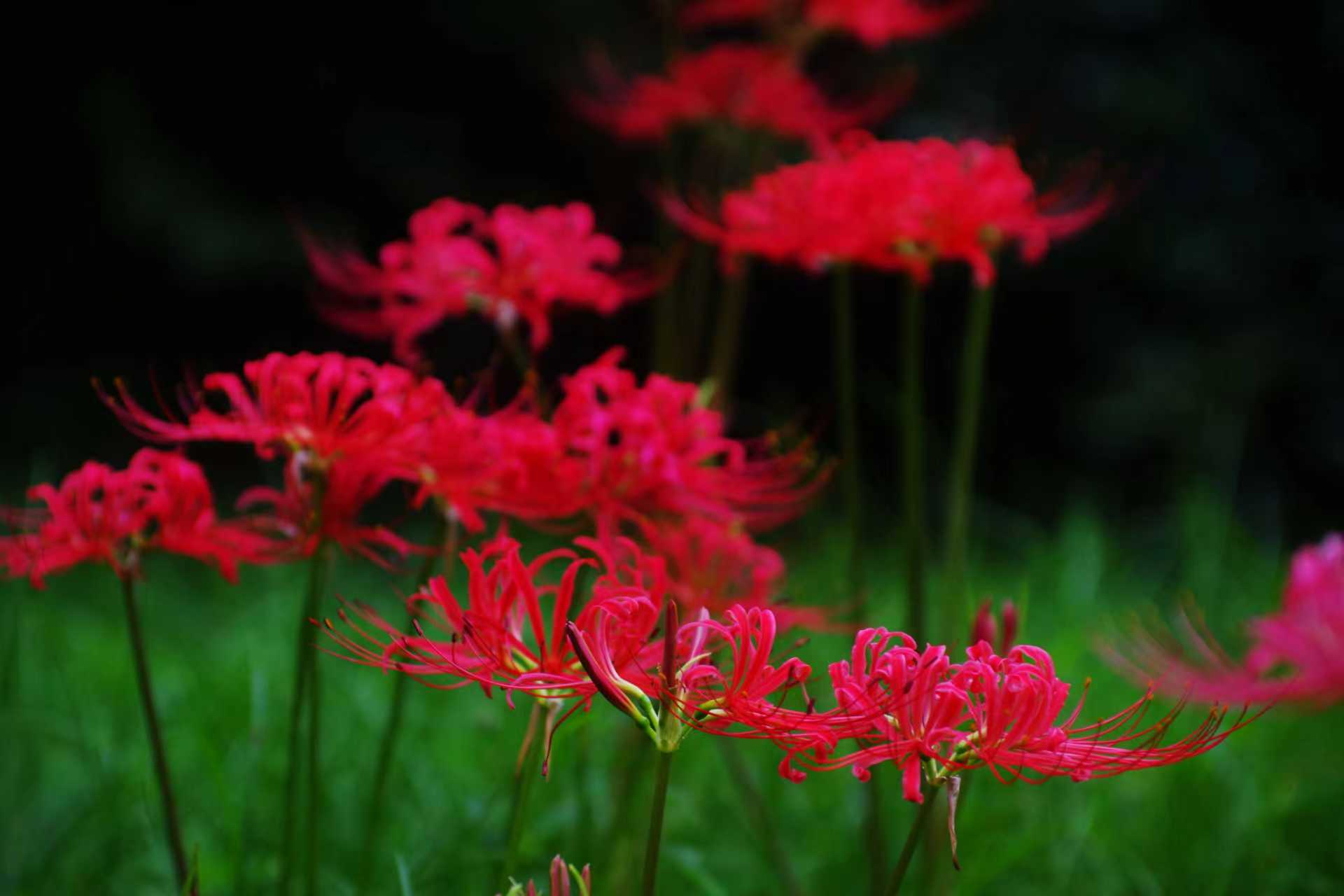 623＊花街道　261彼岸花 每周一花：彼岸花--陕西省西安植物园陕西省植物研究所