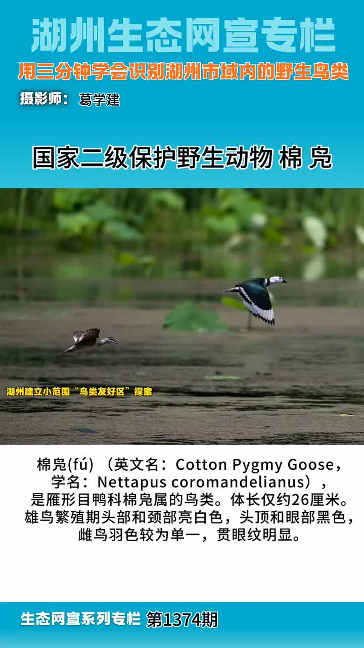 用三分钟学会识别湖州市域范围内的野生鸟类”第1374期棉凫（英文名：Cotton Pygmy Goose，学名：Nettapus  coromandelianus），是雁形目鸭科棉凫属的鸟类。体长仅约26厘米。雄鸟繁殖期头部和颈部亮白色，头顶和眼部黑色，雌鸟羽色较为单一，贯眼纹明显。