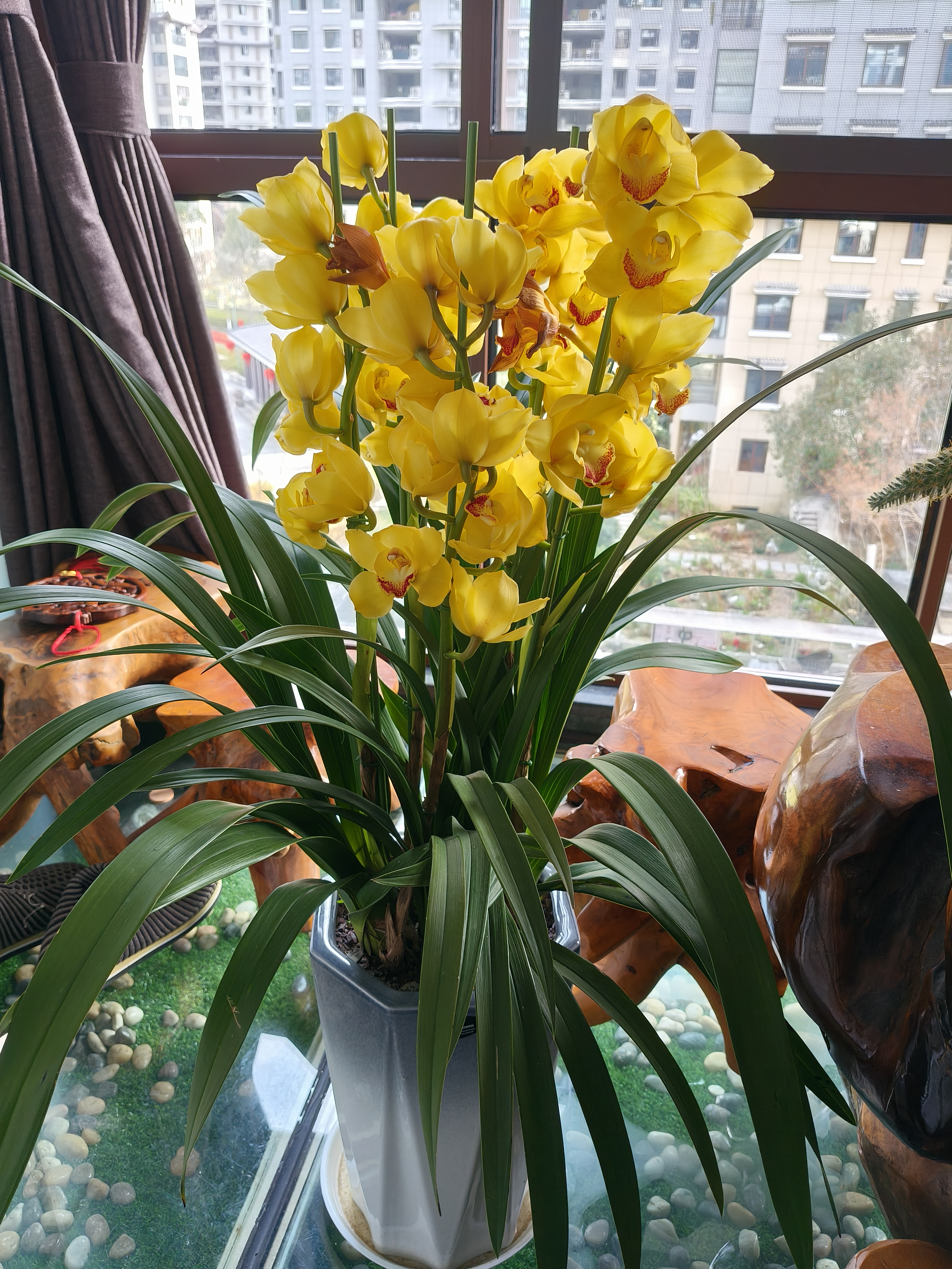 兰花草