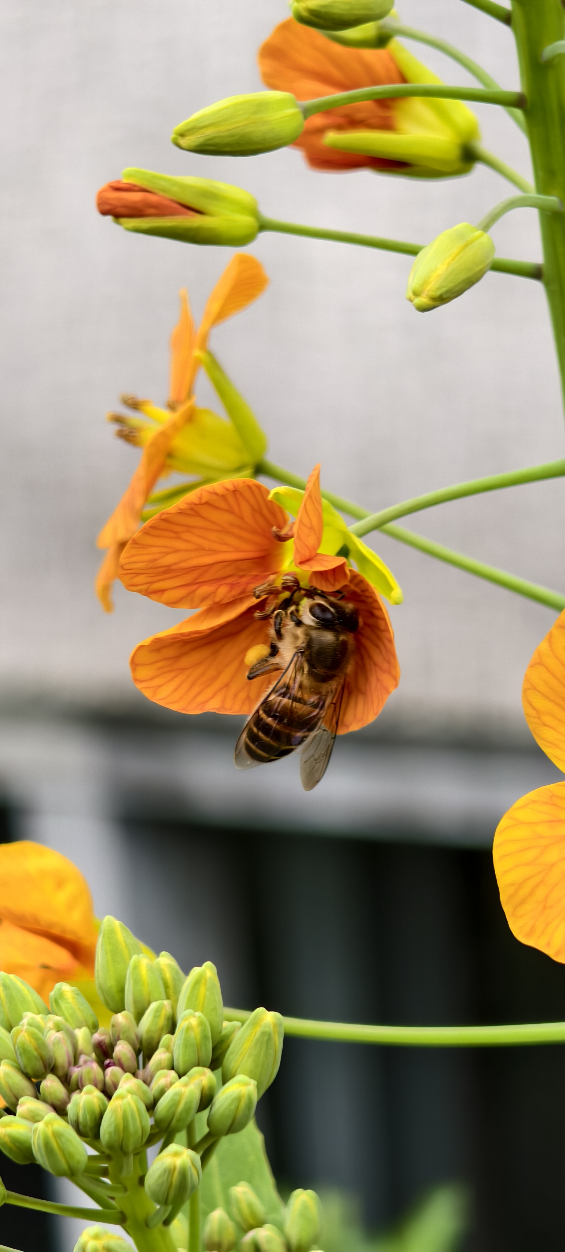 来自浙大的七彩油菜花在文澜校园里盛开。#