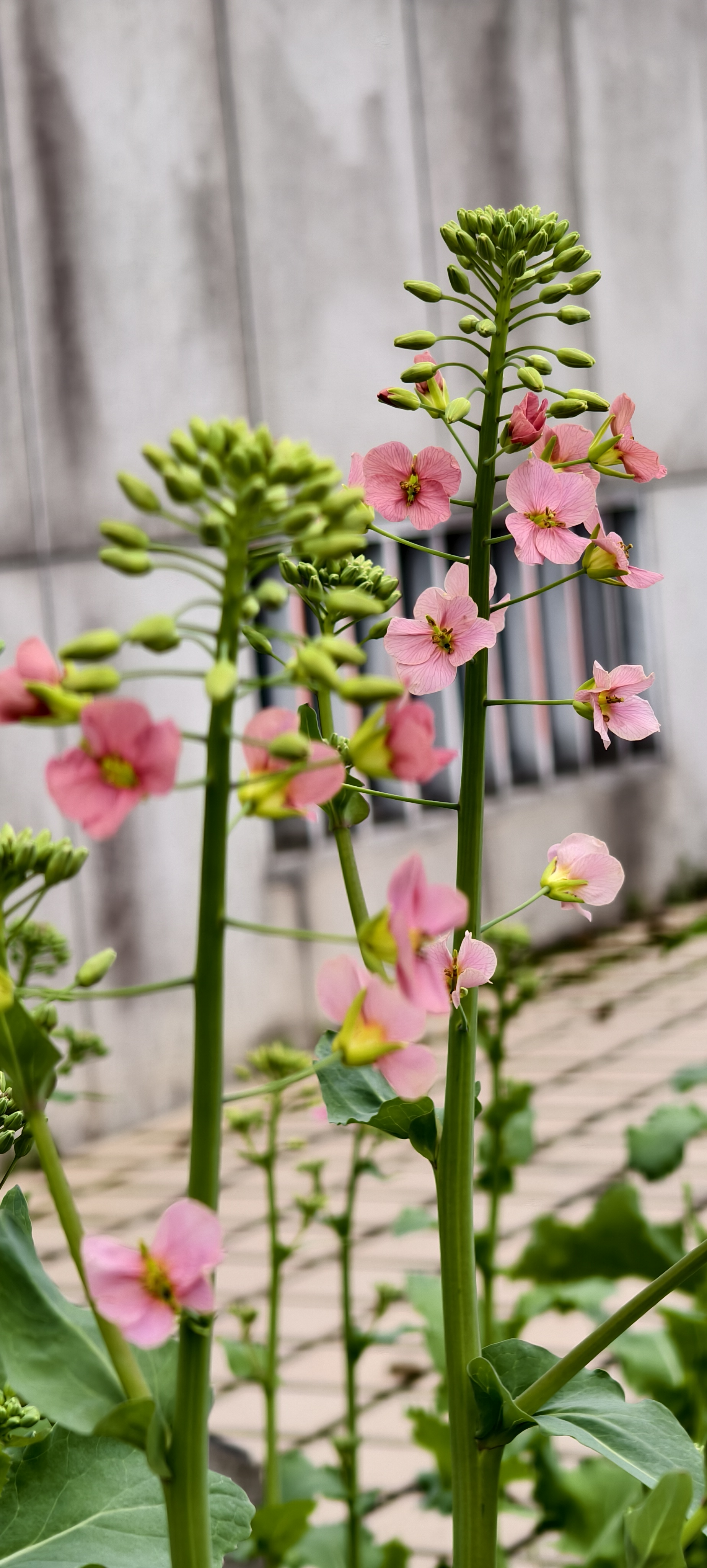 来自浙大的七彩油菜花在文澜校园里盛开。#