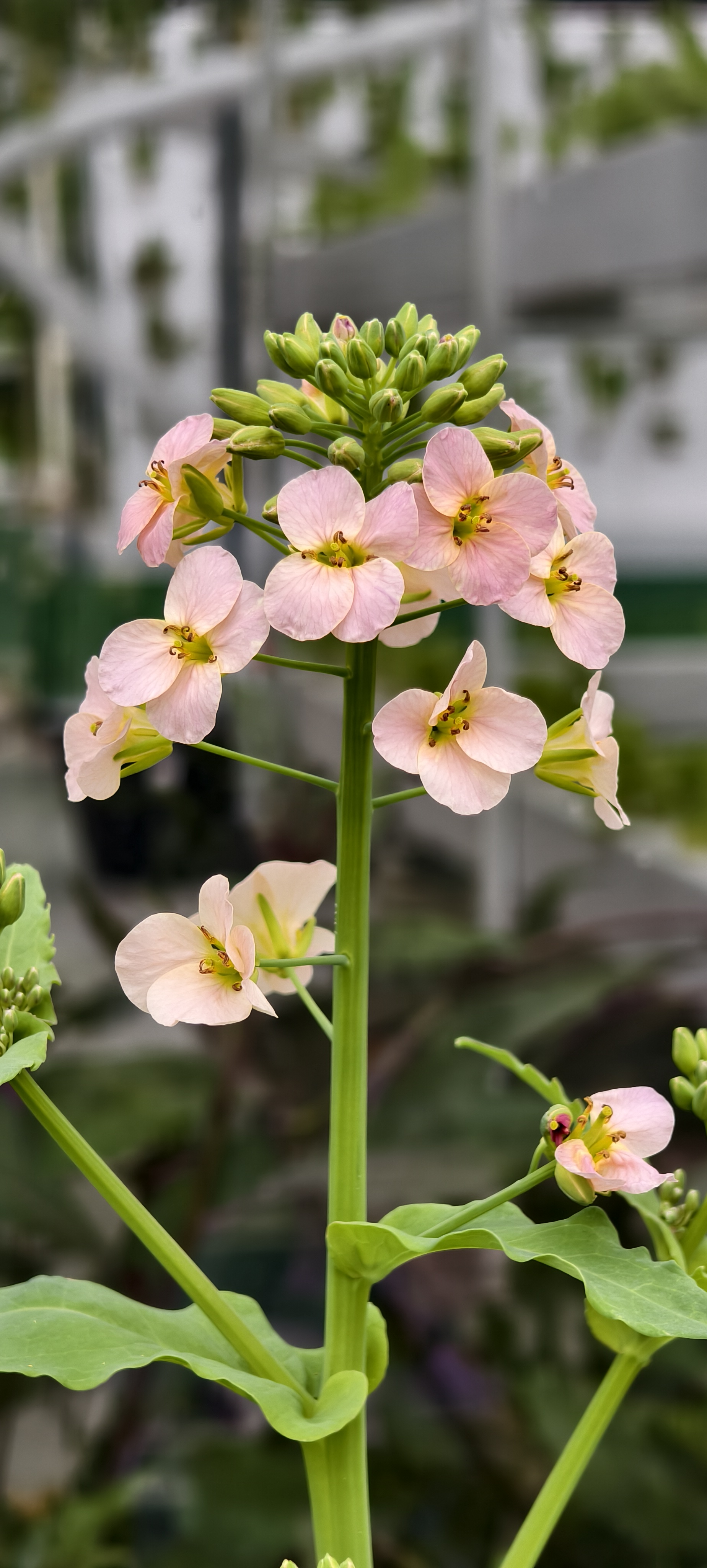 来自浙大的七彩油菜花在文澜校园里盛开。#