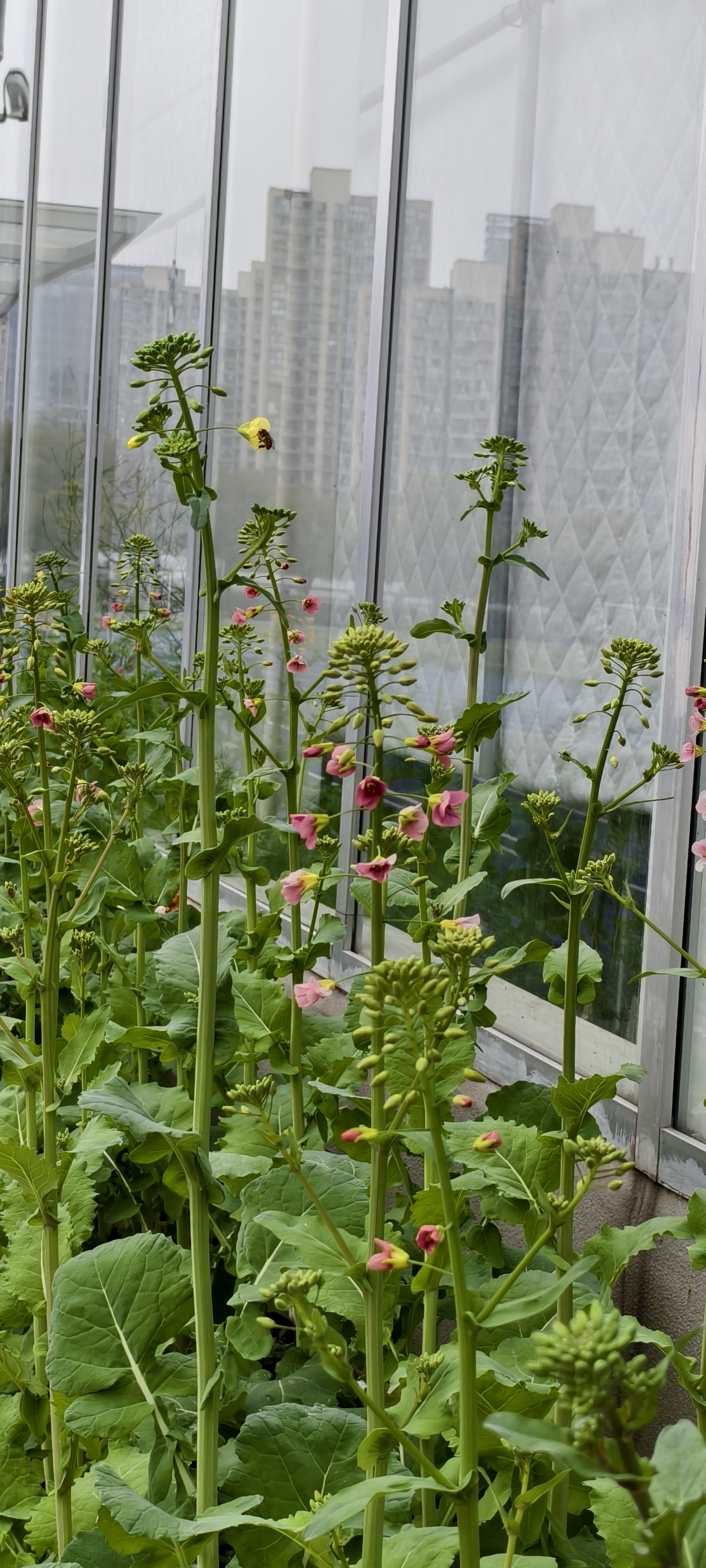 来自浙大的七彩油菜花在文澜校园里盛开。#