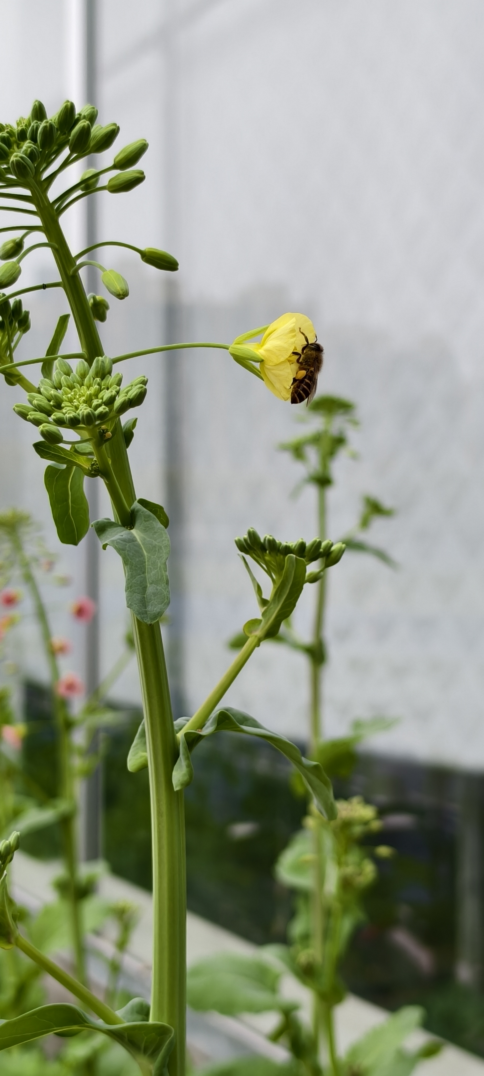 来自浙大的七彩油菜花在文澜校园里盛开。#