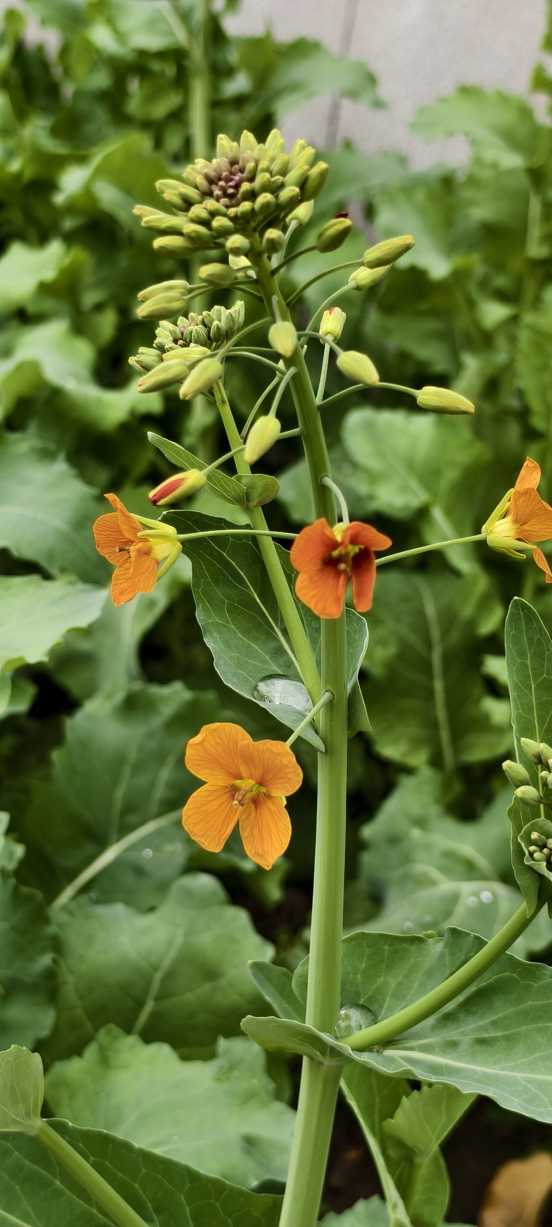 来自浙大的七彩油菜花在文澜校园里盛开。#