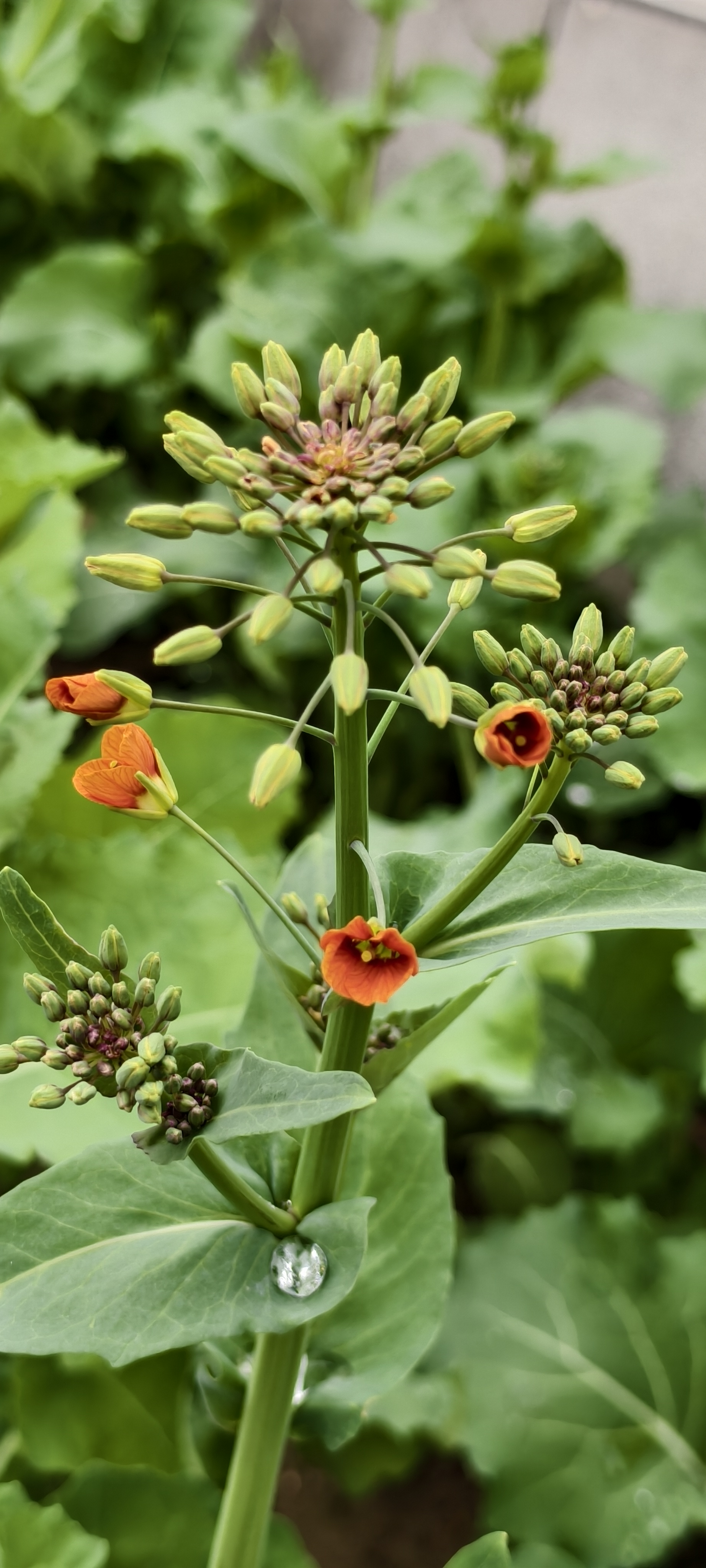 来自浙大的七彩油菜花在文澜校园里盛开。#