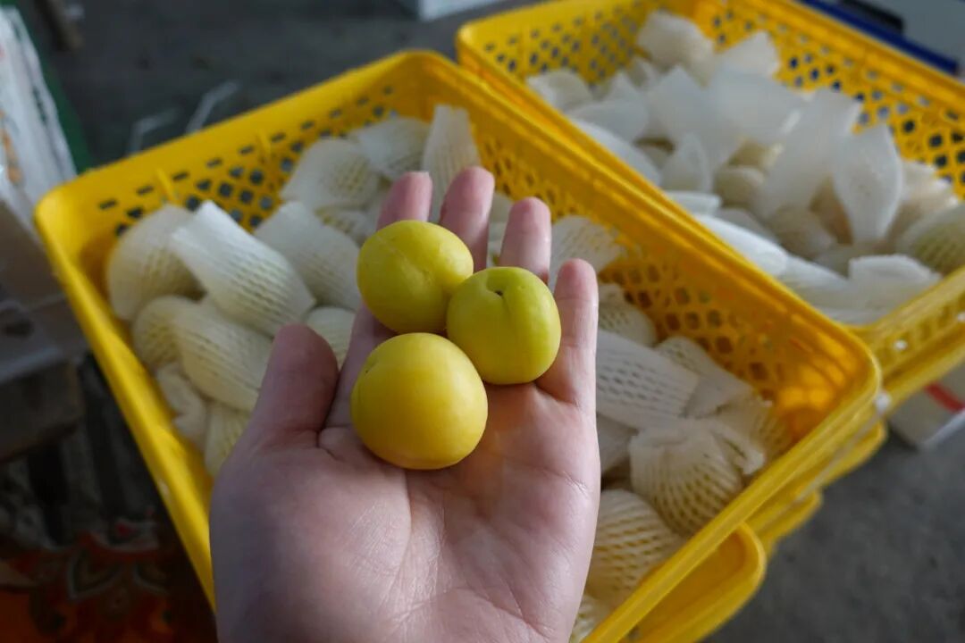 小白杏.JPG